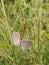 Beautiful butterfly insects on grass in Indian wild life nature