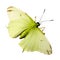 Beautiful butterfly isolated.Gonepteryx rhamni.lemon butterfly.Moth. AI Generated