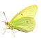 Beautiful butterfly isolated.Gonepteryx rhamni.lemon butterfly.Moth. AI Generated