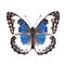 Beautiful butterfly isolated.Limenitis populi.white-blue butterfly.Moth. AI Generated