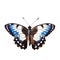 Beautiful butterfly isolated.Limenitis populi.white-blue butterfly.Moth. AI Generated
