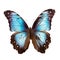 Beautiful butterfly isolated.Morpho Peleida .blue butterfly.Moth. AI Generated