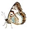 Beautiful butterfly isolated.Saturnia pavonia.turquoise butterfly.Moth. AI Generated