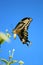 Beautiful butterfly landing on flower in sunlight.