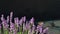 Beautiful Butterfly on Lavender flower. Macro Slow motion video. Blooming Violet fragrant flowers on summer field. 4K