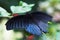 Beautiful butterfly on the leaf