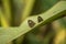 Beautiful butterfly on a leaf with some parts in focus