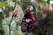 Beautiful butterfly on the lemon tree.