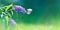 Beautiful butterfly and lilac purple summer flowers on a background of green foliage and grass in a fairy garden. Macro artistic b