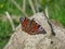 A beautiful butterfly lying on the rock