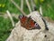 A beautiful butterfly lying on the rock