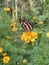 Beautiful Butterfly on the Marigold (Daspethiya) Flower