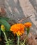 Beautiful butterfly on marigold flower