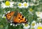 Beautiful butterfly on the meadow. glade of blossoming chamomile. butterfly large tortoiseshell.