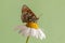 The beautiful butterfly Melitaea sits on a summer morning on a daisy flower