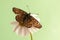 The   beautiful  butterfly Melitaea  sits on a summer morning on a daisy flower