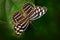 Beautiful butterfly Metamorpha stelenes in nature habitat, from Costa Rica. Butterfly in the green forest. Nice insect sitting on