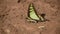 Beautiful butterfly on mud puddling .