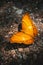 Beautiful butterfly in natural forests countryside Thailand Common Tiger,Danaus genutia,Patterned orange white and black color on