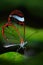 Beautiful butterfly, Nero Glasswing, Greta nero, Close-up of transparent glass wing butterfly on green leaves, scene from tropical