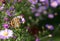 Beautiful butterfly Nymphalidae hives on autumn lilac flowers.A place for a copy space .