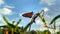 Beautiful butterfly orange alight rice fields