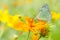 Beautiful butterfly on orange flower Background blur.