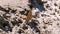 Beautiful Butterfly with Orange Wings is sitting in the Sand on the Beach