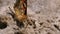 Beautiful Butterfly with Orange Wings is sitting in the Sand on the Beach