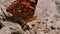 Beautiful Butterfly with Orange Wings is sitting in the Sand on the Beach