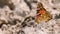 Beautiful Butterfly with Orange Wings is sitting in the Sand on the Beach