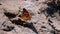 Beautiful Butterfly with Orange Wings is sitting in the Sand on the Beach