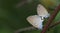 Beautiful Butterfly, Pale Grass Blue, Zizeeria maha