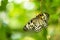 Beautiful butterfly Paper Kite, Idea leuconoe in tropical forest