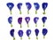 Beautiful butterfly pea rows in a white background