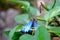 Beautiful butterfly perched on broken plant stem