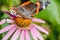 beautiful butterfly pollinates on a bright echinacea flower