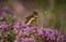 Beautiful butterfly pollinates flowers on a sunny day