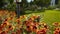 Beautiful butterfly pollinating flowers of helenium, calendula and echinacea. Painted lady on orange colored asteraceae