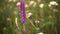 Beautiful butterfly on a purple flower. Closeup of a beautiful butterfly walking through a flower.