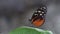 Beautiful butterfly rest on green leaf, blur background