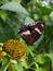 A beautiful butterfly rests gracefully on a leaf, its vibrant wings casting a spellbinding display of colors.