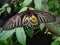 A beautiful butterfly rests gracefully on a leaf, its vibrant wings casting a spellbinding display of colors.