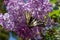 A beautiful butterfly, Scarce swallowtail, on a purple lilac flower on a sunny spring day in the garden