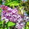 A beautiful butterfly Scarce Swallowtail sits on lilac flowers