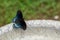 A beautiful butterfly on the side of a birdbath rests in Missouri.