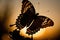 Beautiful Butterfly Silhouette: Photograph the butterflies against the setting sun to create a striking silhouette.