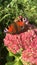 Beautiful butterfly sits on a blooming bush Hylotelephium spectabile