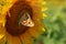 A beautiful butterfly sits on a blossoming sunflower, drinks nectar and pollinates a plant, concept, macro