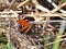 Beautiful butterfly sits on dry reed stems.